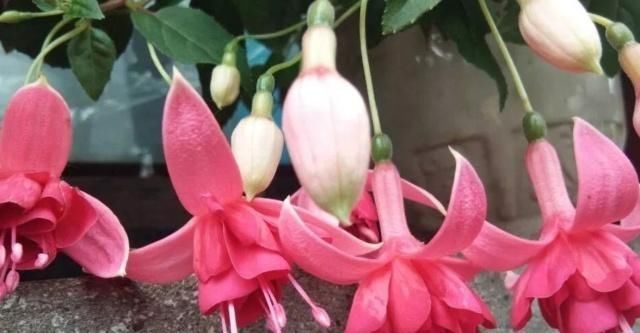 度夏■倒挂金钟,春季做足这些养护,度夏不愁