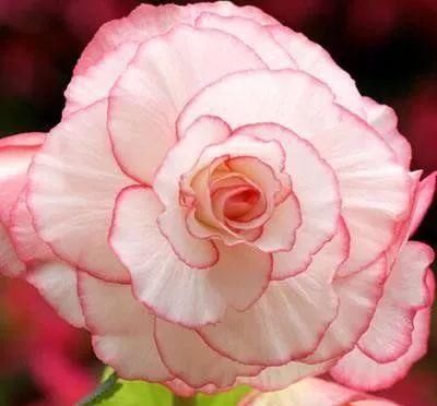  #大岩桐#一种盆栽花卉，开花不输大岩桐，比长寿花好养护，花期比月季还长