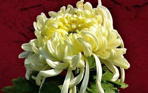 内轮花瓣@爱上菊花，就养菊中珍品，五彩缤纷多姿多福，似佳人起舞，美极了