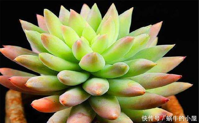 轻松|家庭养多肉千佛手讲究一个巧字,1分钟学会,叶片饱满,轻松爆盆