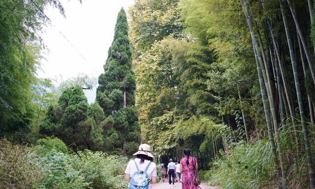 寻找深山藏宝图，养蜂老人独守林区，甜蜜的背后是孤独