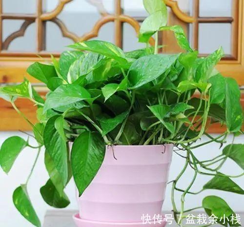  绿萝|立夏了，绿萝从“4个方面”去管理，不烂根、不黄叶，远离病虫害
