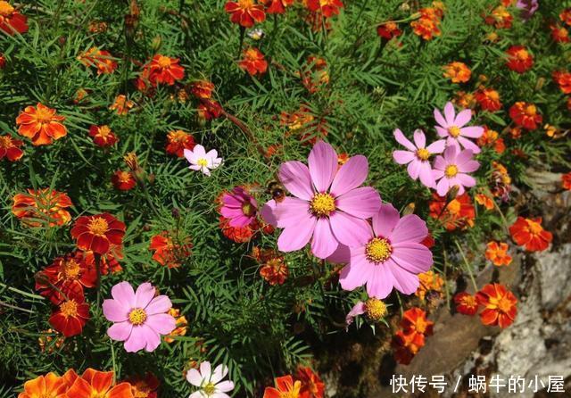  恋恋不舍■6种开花爆盆的小花，养在院里是花海，仿佛置身仙境让人恋恋不舍