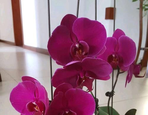 『蝶兰根系』根系挤破盆的蝴蝶兰需要换盆吗?蝴蝶兰就喜欢挤,越挤根旺花越多