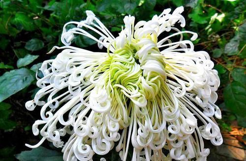  「喜欢」喜欢菊花，首选此款“菊中精品”白龙细爪，似无暇美人，洁白美艳