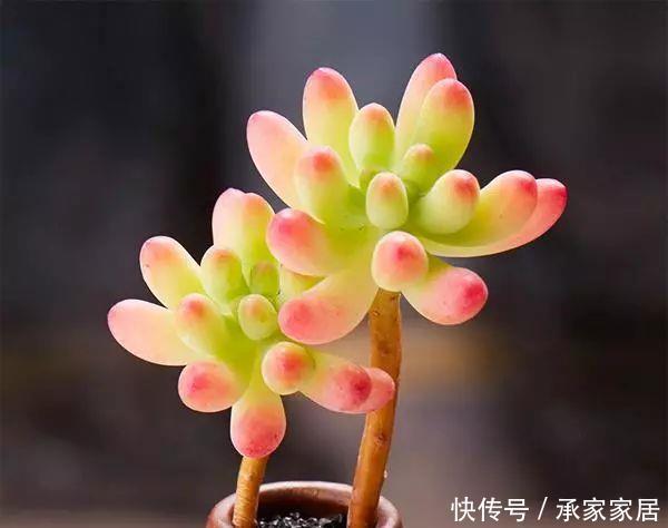 【漂亮】十大最漂亮的多肉植物,推荐景天科最漂亮的十款多肉植物