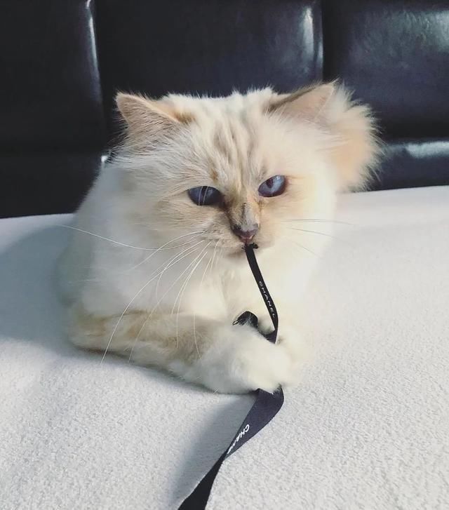  [Fran?oise]老佛爷逝世一周年，那只继承了21亿遗产的爱猫现在过得怎么样？