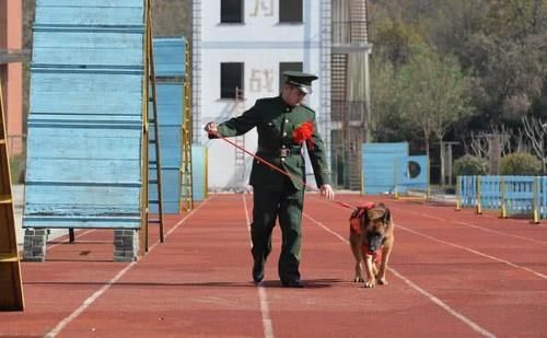 『名字』2岁救15人，汶川地震搜救犬沈虎雕像落成，昔日训导员泣不成声