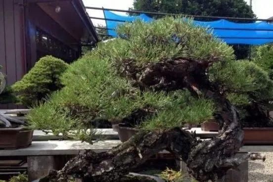 岁寒三友，一组松树盆景佳作欣赏