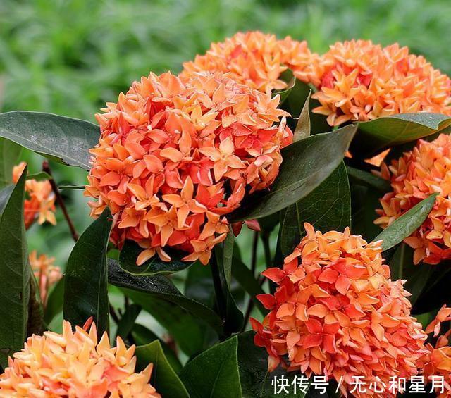 『绿萝』此盆栽,四季开花,花叶秀美,花色丰富,是时候告别绿萝吊兰了!