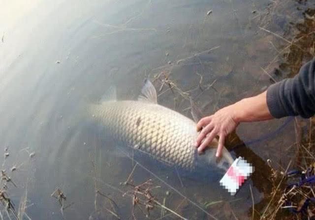  『钓龄』随着钓龄的增加，会被这些“东西”缠身，甩都甩不掉