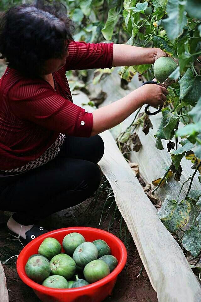 山西运城王范乡霍赵村的甜瓜远近闻名,畅销全
