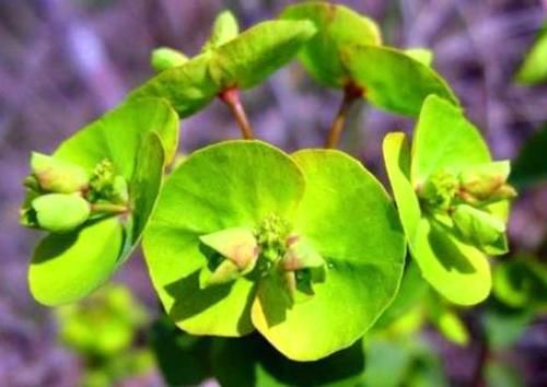  「药用价值」农村随处可见的野草，以前被老农们当杂草，却不知