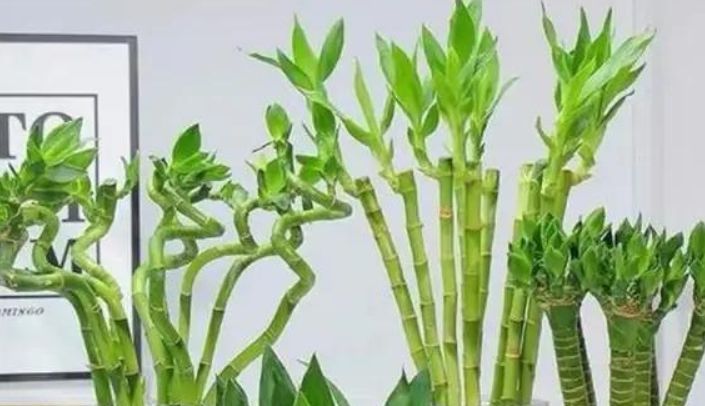  玉树：喜欢养花，不如养盆玉树盆栽 是一种多肉植物 能释放新鲜的氧气 。