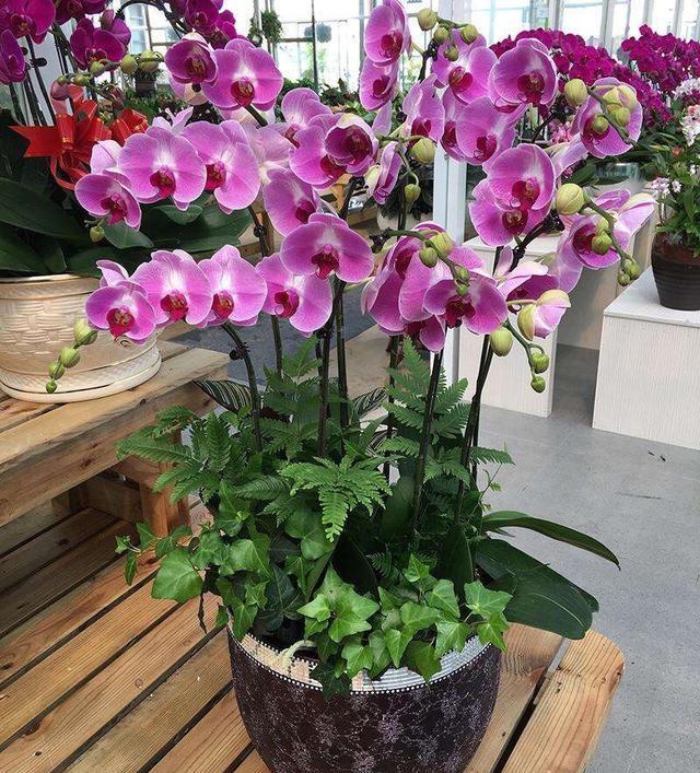 『空气湿度』养蝴蝶兰,记住“3点”,才能根系壮,花朵大,茎直立,花满枝