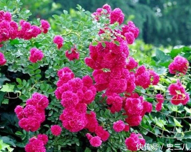 被誉为“香水之花”，花期210天，插土即活，花色不输牡丹