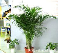 甲醛|客厅养盆镇宅花,吸收甲醛除异味,越养家越旺