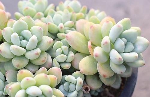  「盆栽」此款花好养易成活，阳台盆栽上几盆，花色艳开花勤，是盆栽珍品