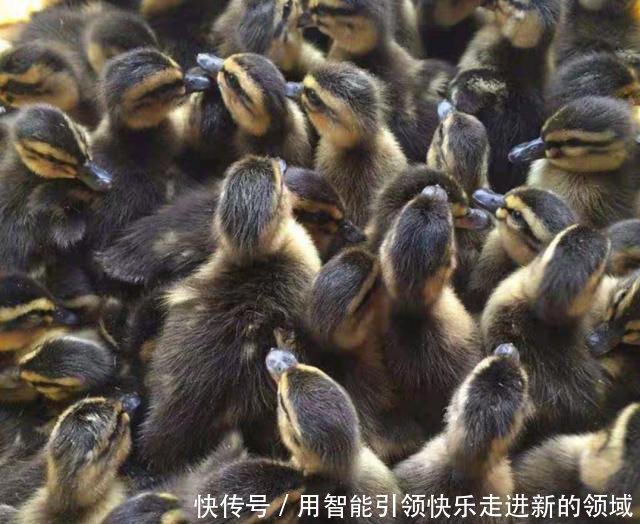  「利润」养殖鸭子周期短，45天就可以出售，利润怎么样