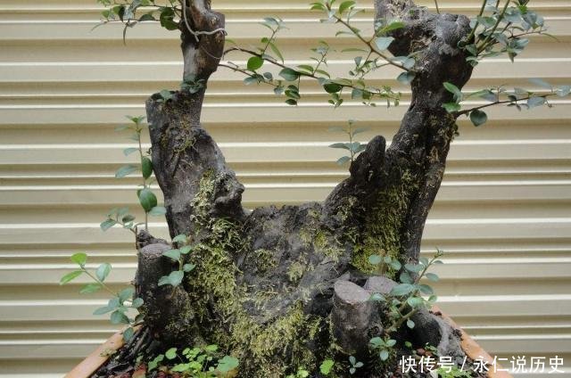 『传家宝』1种盆景,人称老桩金弹子,养越久越贵,都当传家宝养,我就养了