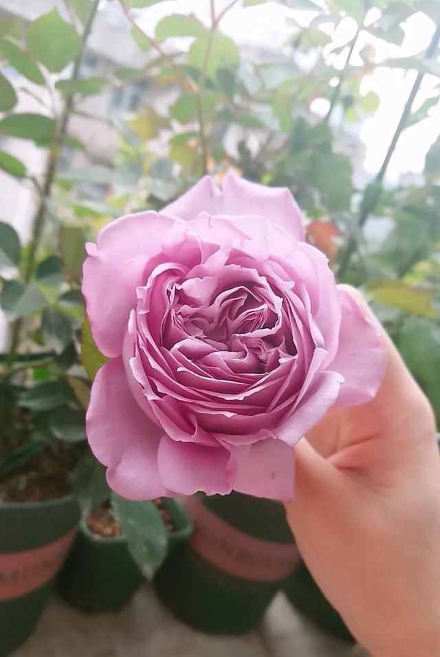  『丰花性好』狼家自育的表现到底如何，戳进来看看花友们的大实话