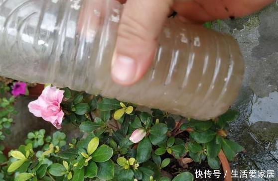 #吸收水分#家养植物烂根黄叶?不要慌,用2种''常见药''抢救,见效真快