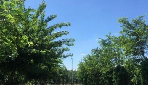 值钱:这“4种树”要多栽,家中养几年,越养越值钱,种多少卖多少!