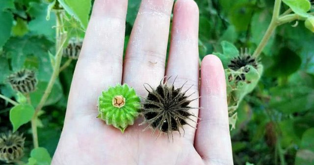  价值■此野果，确实很珍贵，今天道出价值，若遇见，请珍惜它