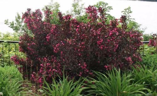  「特别」特耐寒、耐贫瘠的锦带花，花朵开得灿烂至极，适合北方的朋友养