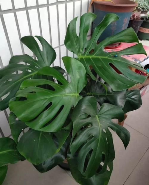  [油绿]5种寓意超好的花，没有院子也能养，叶子油绿一年比一年茂盛！