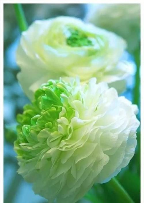  『代表着』花友选出了自己认为最美的50种花