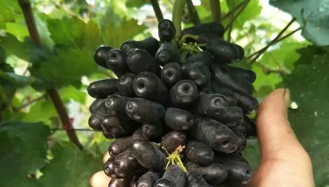  亩产值|刚引进我国就爆红，号称亩产值15万元，农民：钱都让卖苗