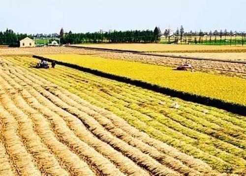  农民|2019年农村土地实行“统一耕种”，农民不用做事了？你怎么