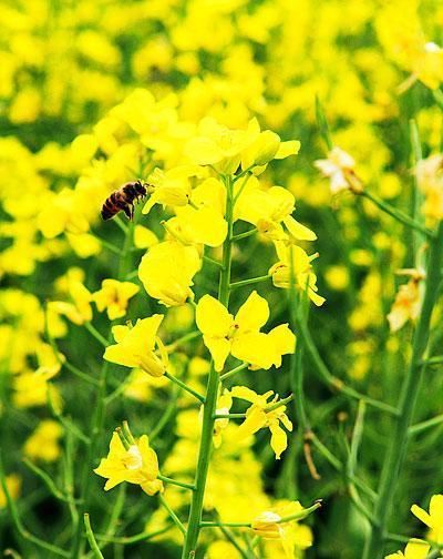  『留作』甘杂一号油菜籽能留作种子吗？