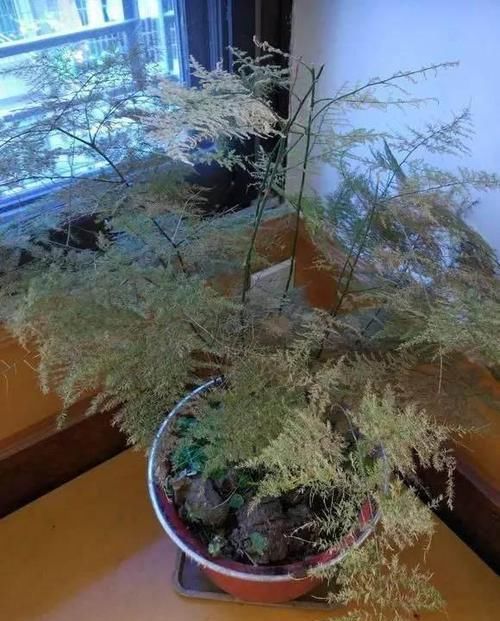  [难看]养花披头散发太难看？“咔咔”一通剪，俩月美成仙
