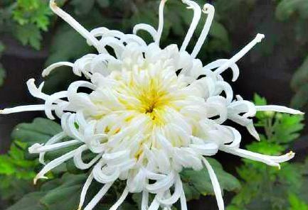  【月光】喜欢菊花，就养盆“菊中珍品”太平之月光，似幽泉抱月，冷香素韵