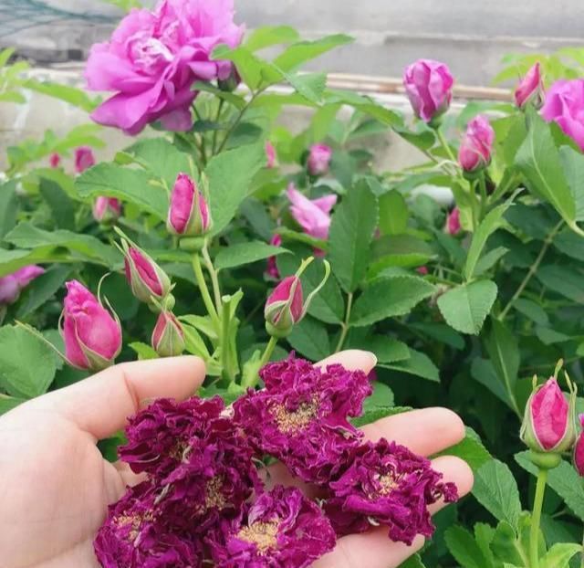 「不见」几种感恩花,你养它,它也养你,能吃能赏能泡茶,小病小灾不见了