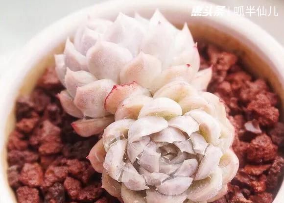  『白菜』多肉断水12天,绿白菜秒变红舞娘,想要上色就得...