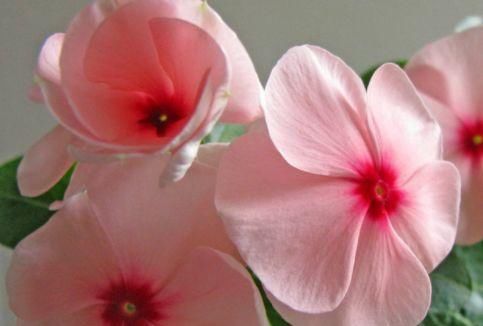  蓝眼睛：这4款花卉，好养易爆盆，开花美长势旺，一条藤千朵花，繁盛迷人