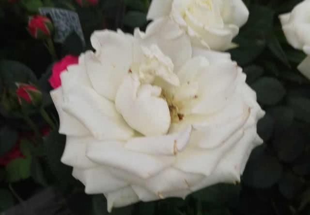  玫瑰：这花叫开花皇后，人家养的花朵硕大，自己养的开花越来越少怎么办