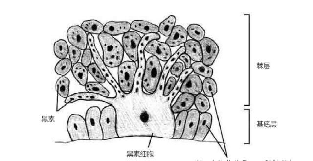 『调节』皮肤色素沉着与调节:美白是道算术题