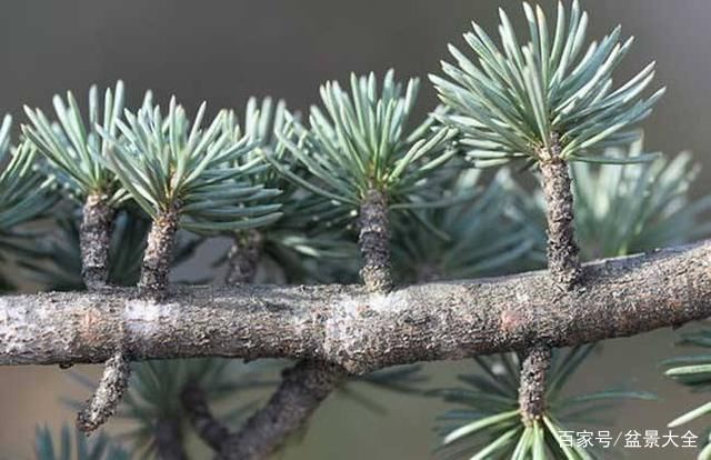  树冠：这种盆景在西藏常见，宏伟壮观，这便是雪松盆景！