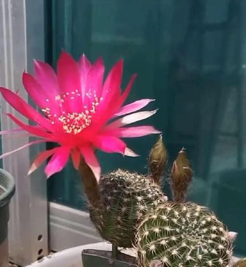  眨眼@牙签扎个洞，插上仙人球，眨眼就成活，转眼满枝花