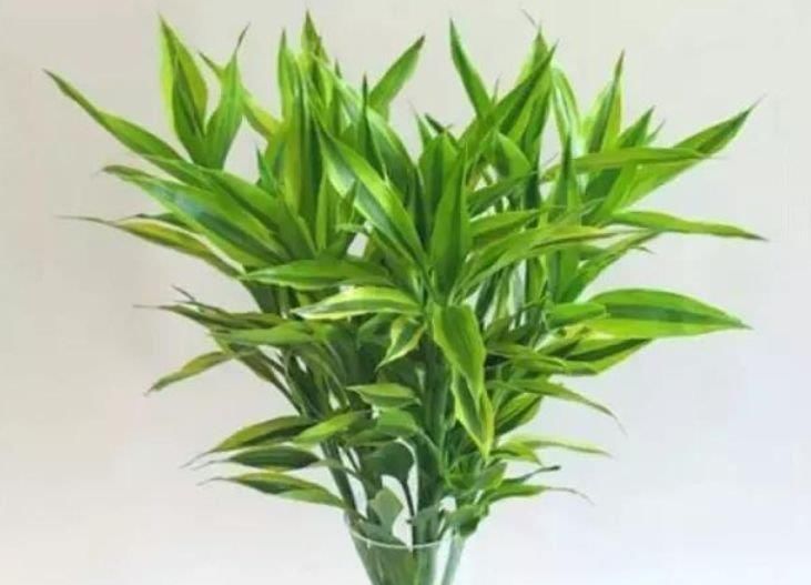 开起|阳台最适养4种花，开起花来“拦”不住，美不胜收，你养了吗