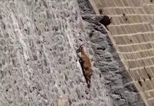 中国游客看到大坝上一些小黑点在动，把镜头拉进后所有人惊呆了