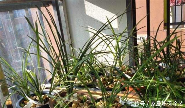  #都市#都市养兰难？跟大神学这“3招”，年年开花多，邻居也能闻到花香