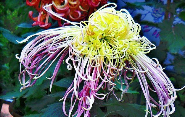  『看起来』如果你喜欢赏花，可以养一盆《珍稀名菊》的花，在田里试一试马匹。看起来像是炫舞飞扬。它是五颜六色的