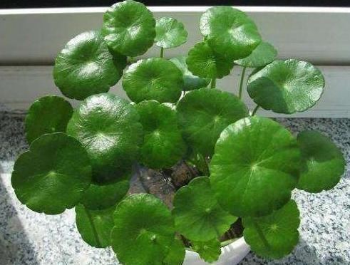  「绿豆放入」阳台养铜钱草，吃点“天然氮肥”，一分钱不花，变成“大荷叶”
