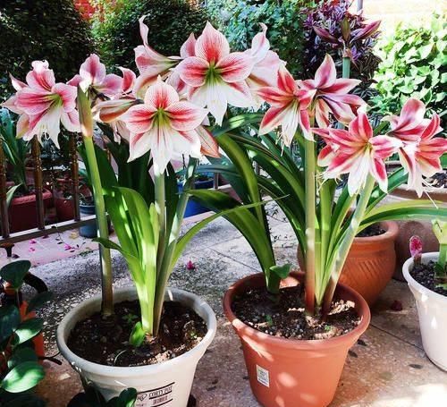  『朱顶』朱顶红不开花？做好这几点，花骨朵蹭蹭的往外冒！
