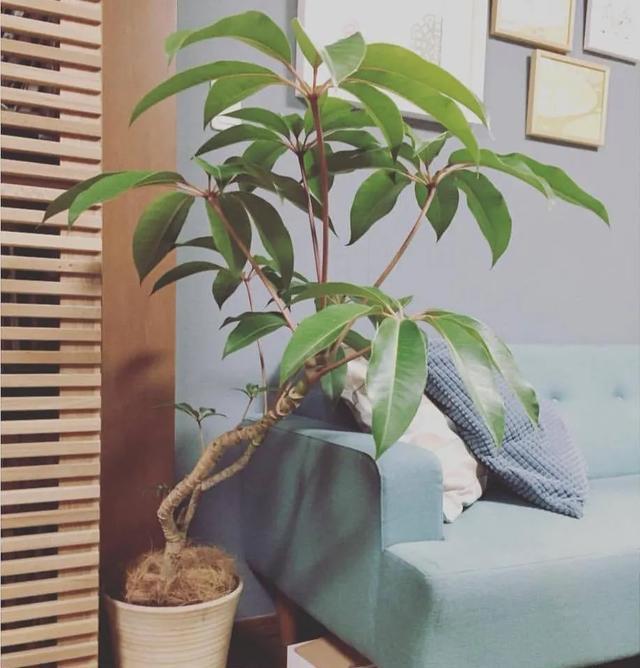 适合@10种适合室内的小众花,今年超流行,点缀家居,越养越精致